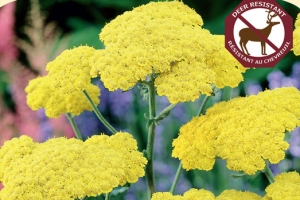 Achillea 'Moonshine' 